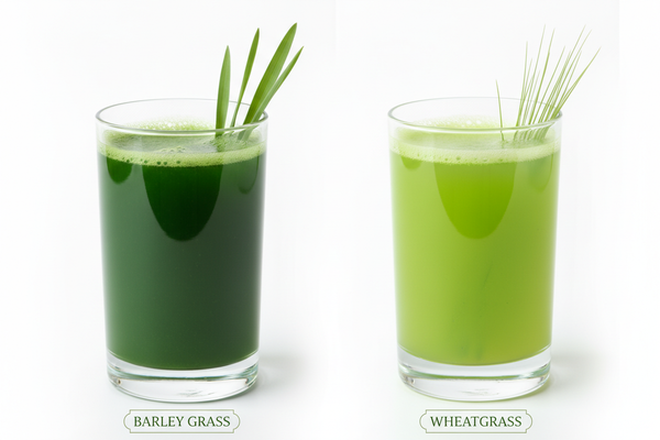 Barley Grass vs Wheatgrass: Which is Better?